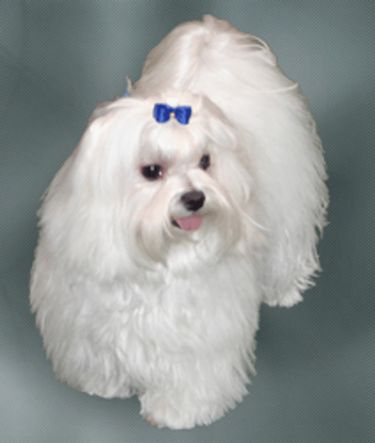 Maltese (dog)