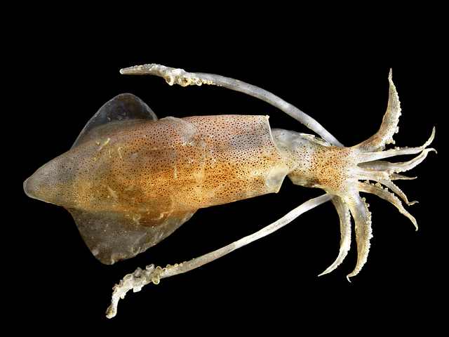 Mantle (mollusc)