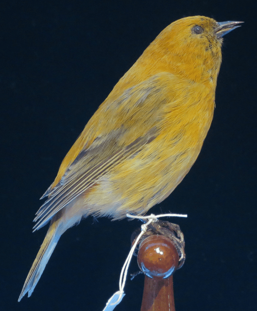 Maui ʻakepa
