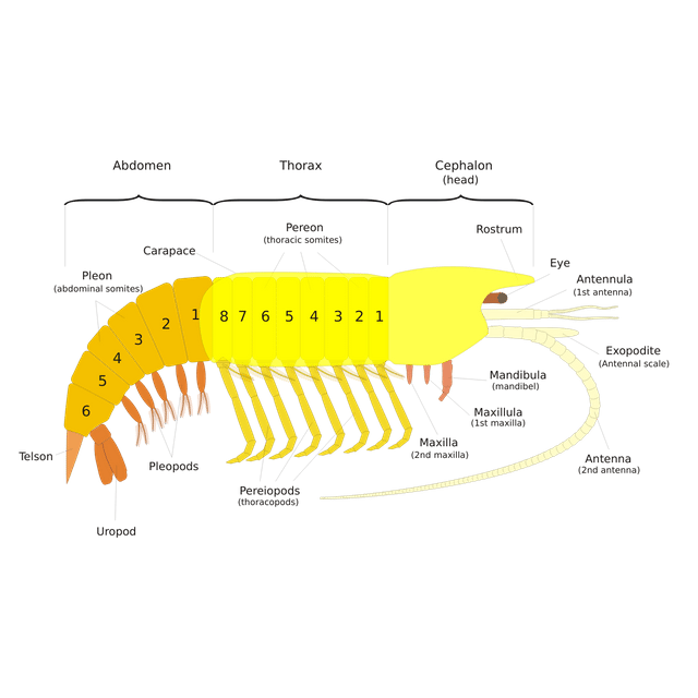 Maxilla (arthropod)