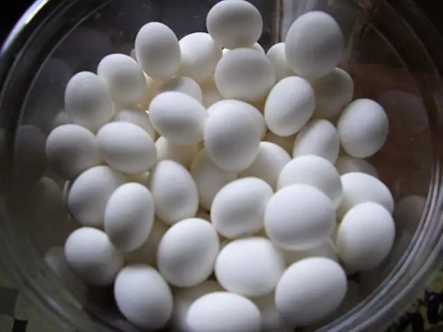 Mint (candy)