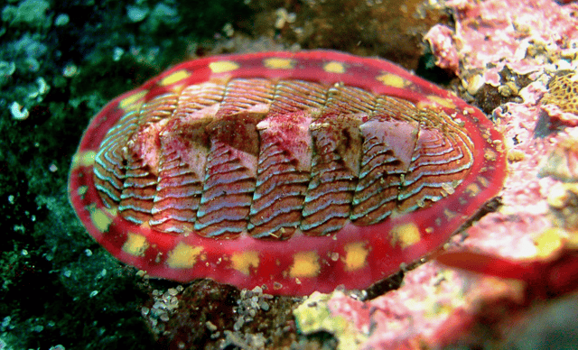 Mollusca