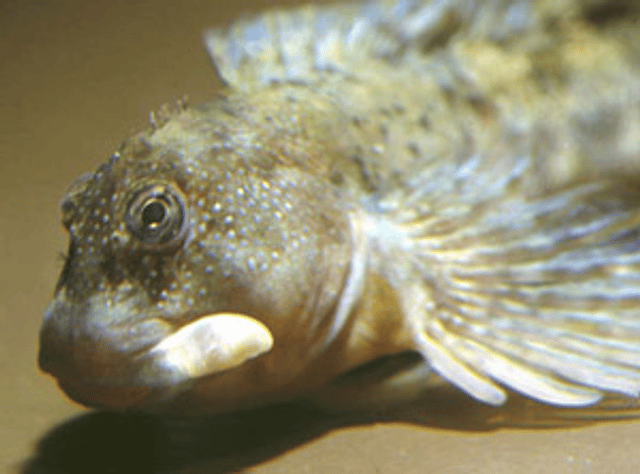Montagu's blenny