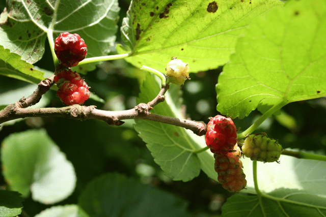 Morus (plant)