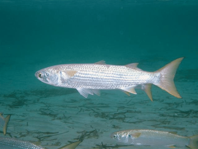 Mullet (fish)
