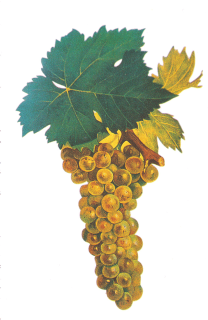 Muscat Blanc à Petits Grains