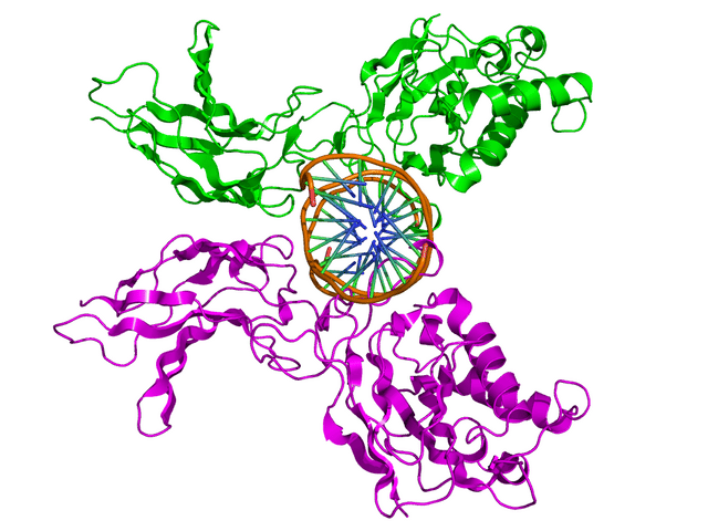 NF-κB