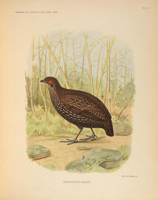 Nahan's partridge