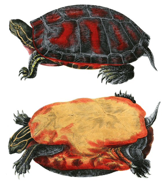 Northern red-bellied cooter