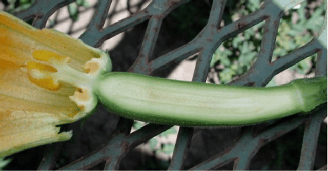 Ovary (botany)