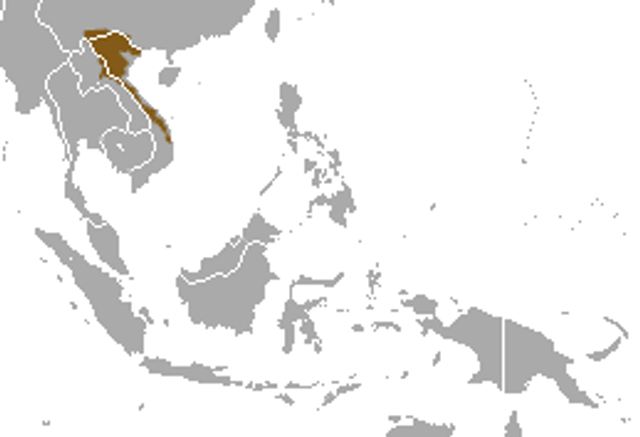 Owston's palm civet