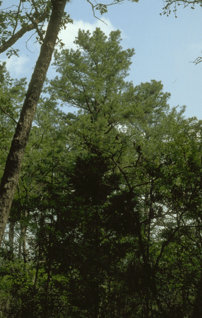 Ozark–St. Francis National Forest