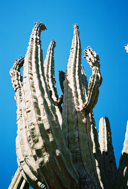 Pachycereus pringlei