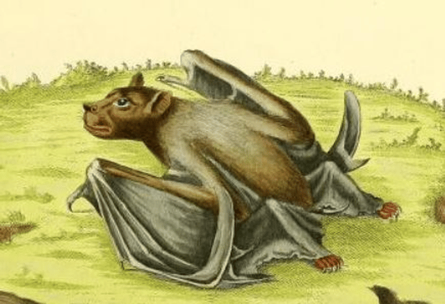 Pallas's tube-nosed bat