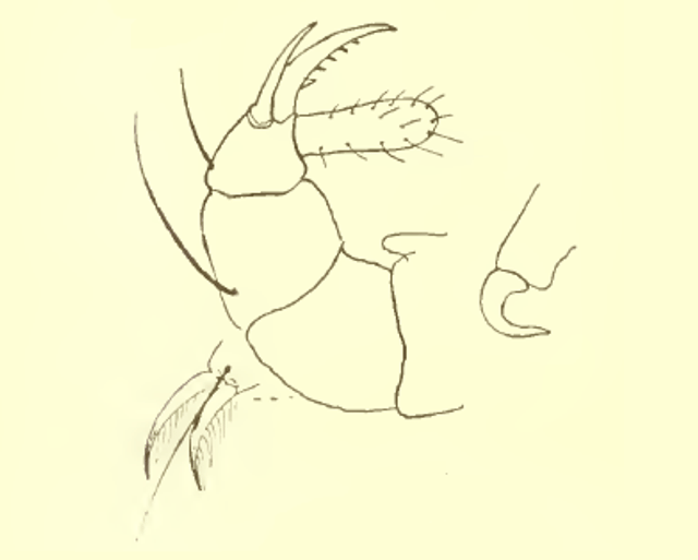 Paratarsotomus macropalpis