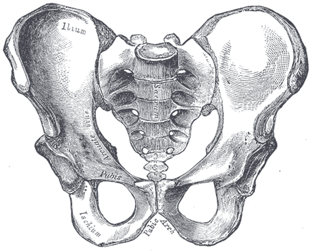Pelvis