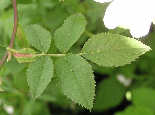 Petiole (botany)