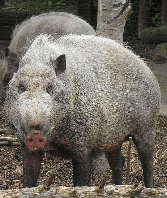 Pig