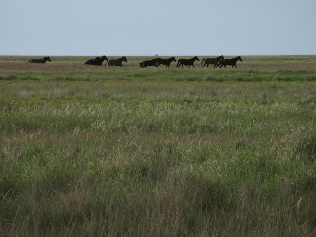 Pontic–Caspian steppe