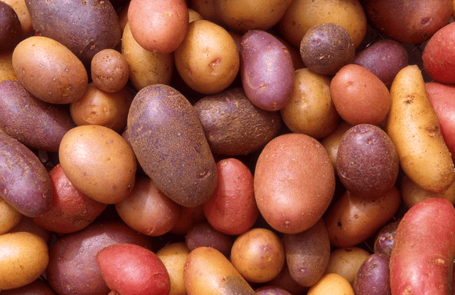 Potato