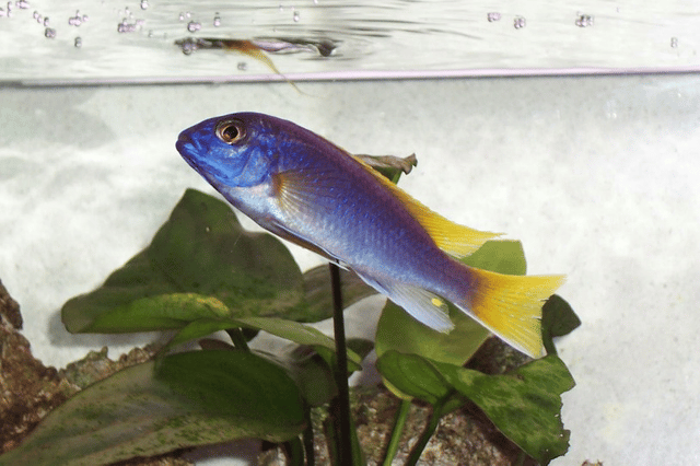 Pseudotropheus sp. "acei"