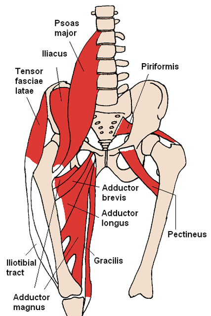 Psoas major muscle