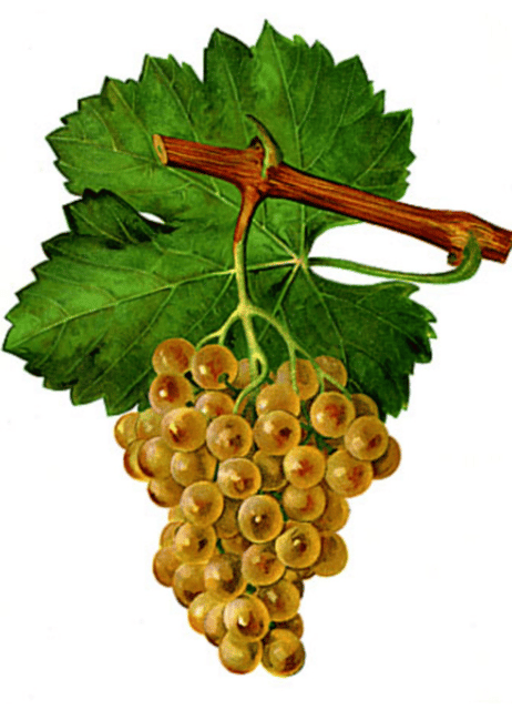 Sémillon