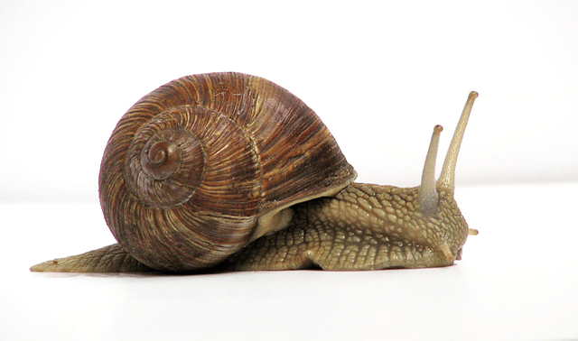 Snail