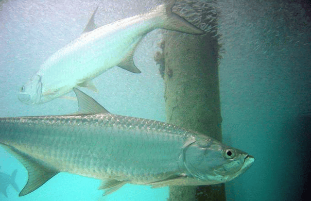 Tarpon