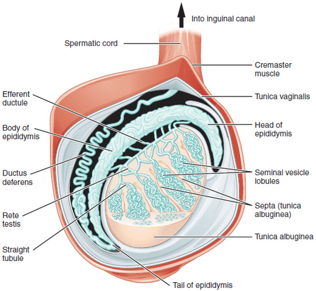 Testicle