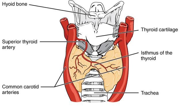 Thyroid