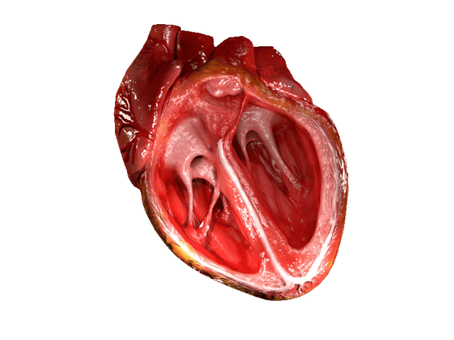 Ventricle (heart)