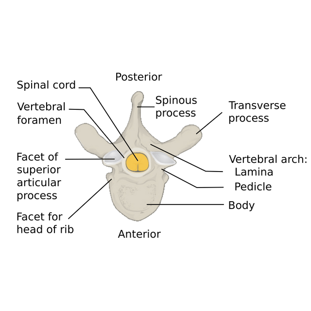 Vertebra