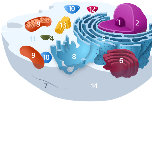 Vesicle (biology and chemistry)