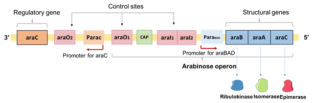 AraB