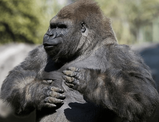 Bantu The Gorilla