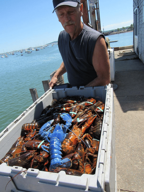 Blue Lobster Cape Cod