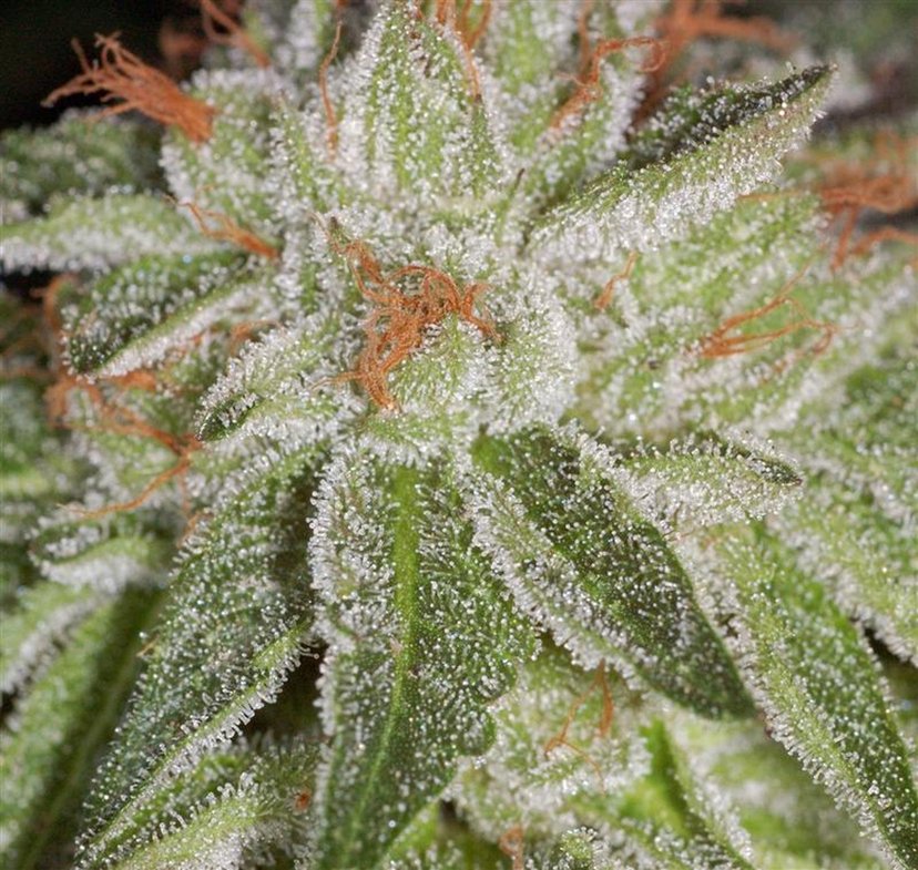 California Adult Use of Marijuana Act of 2016 - AUMA