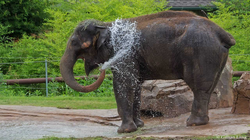 Chai The Elephant