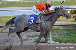 Cherry Wine (horse)