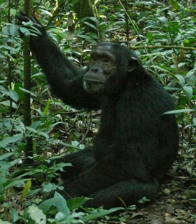 Chimpanzee