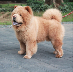 Chowder the Bear Dog