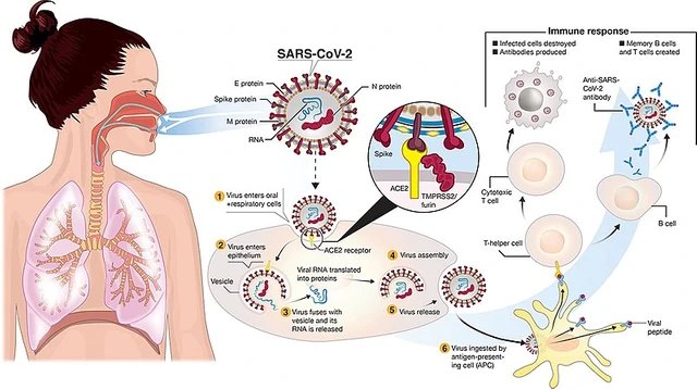 Coronavirus (COVID-19)