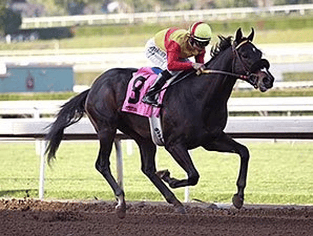 Danzing Candy (horse)