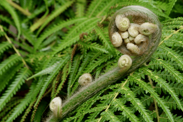 Fern