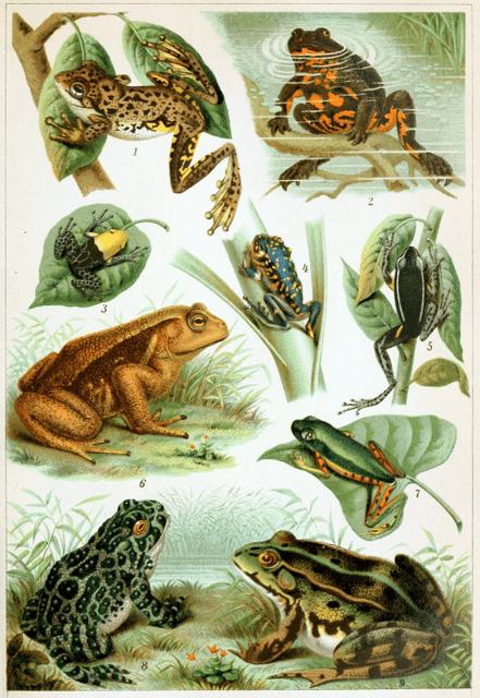 Frog