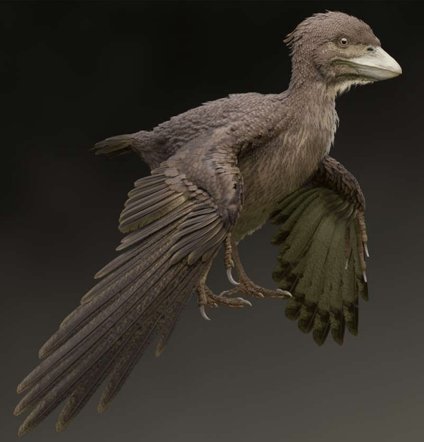 Fukuipteryx Prima