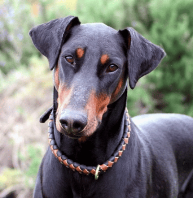 Heroic Doberman of Sebekapur