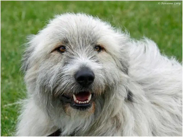 Kratu the dog