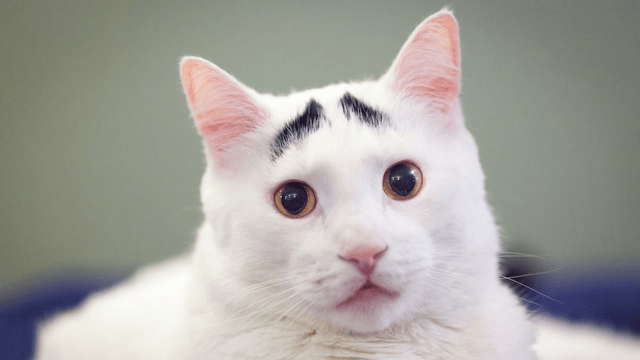 List Of Famous Internet Cats